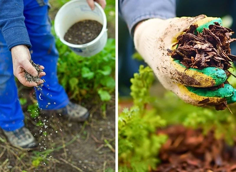 Zabiegów pielęgnacyjnych i ochronnych roślin do wykonania na przełomie listopada oraz grudnia w ogrodzie wciąż jest sporo