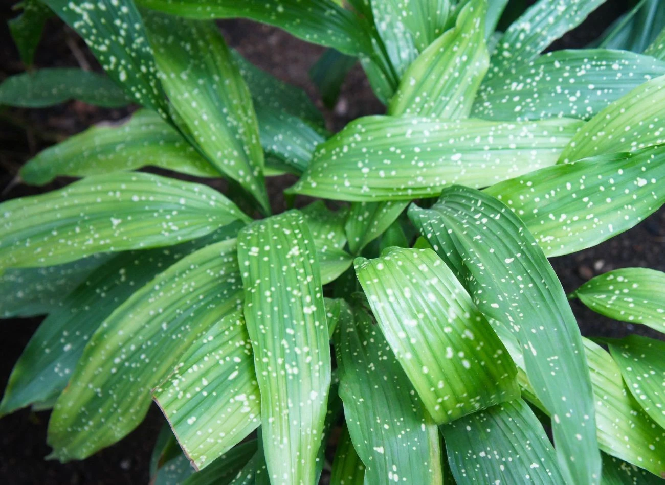 Liście aspidistry pod wpływem dużej ilości światła jaśnieją.