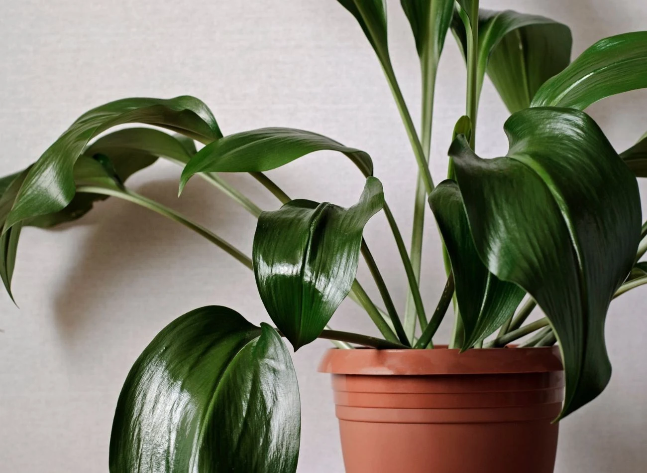 Aspidistrę należy podlewać obficie, ale niezbyt często. Wtedy najlepiej rośnie.