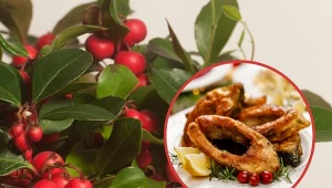 Golteria rozesłana to ozdobna roślina, jej owoce są jadalne.