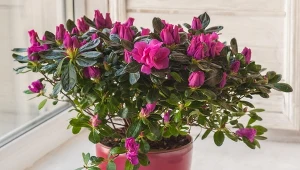 Azalia doniczkowa kwitnąca zimą. Najpiękniejsze odmiany i pielęgnacja
