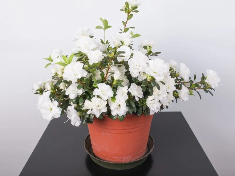 Zimowe kwitnienie jest ogromnym atutem azalii doniczkowej