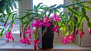 Jak pielęgnować grudnika, by obficie kwitł?