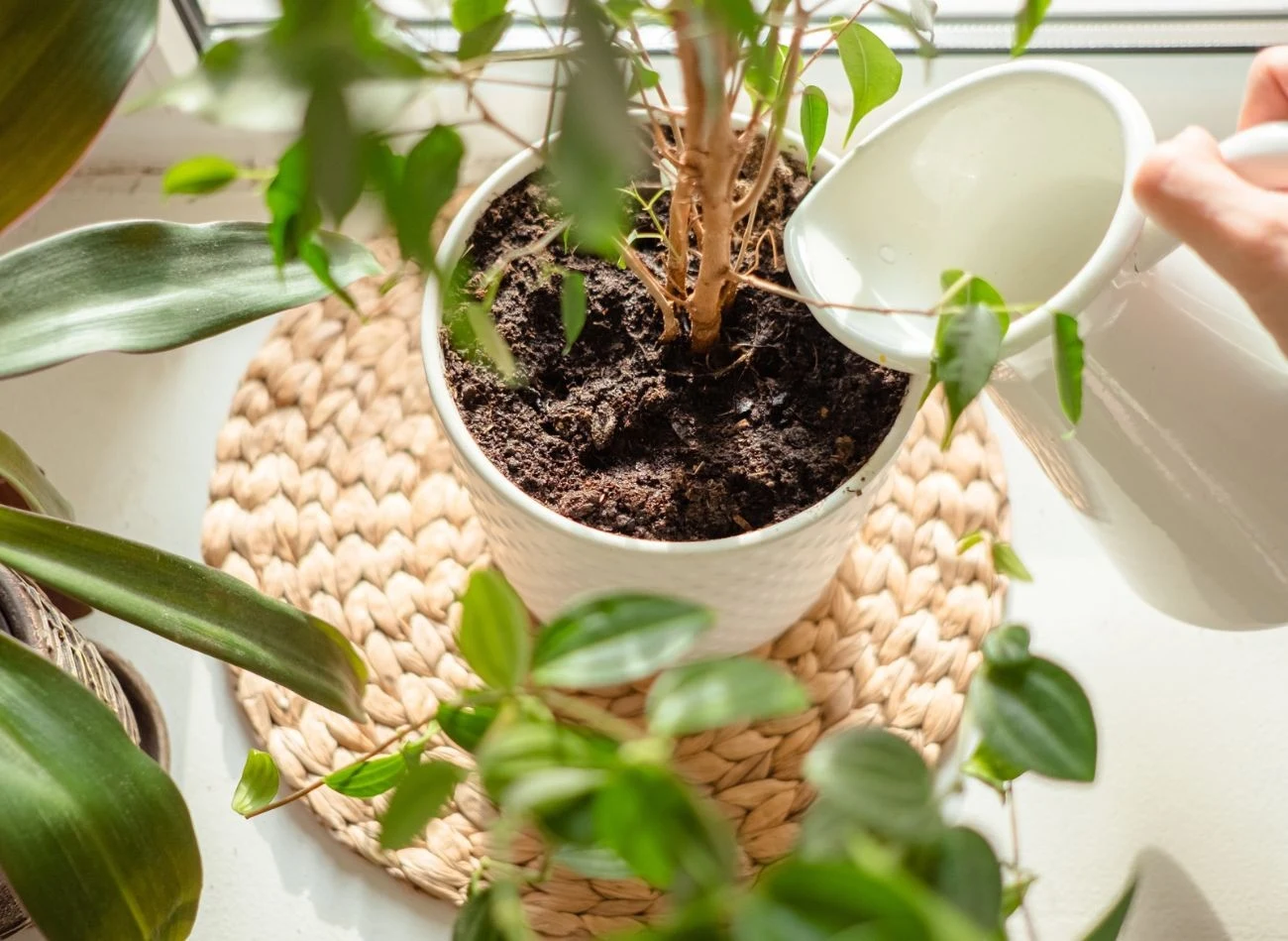 Podlewanie należy dopasować do potrzeb roślin, które uprawiamy. Fot. Yulia Vladimirova