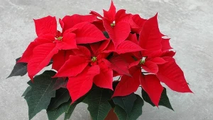 Mało kto wie, że uroda poinsecji nie musi przemijać wraz z końcem świąt