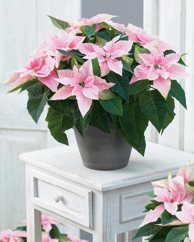 Poinsecja to niezwykła roślina, która od lat jest nieodłącznym elementem bożonarodzeniowych dekoracji