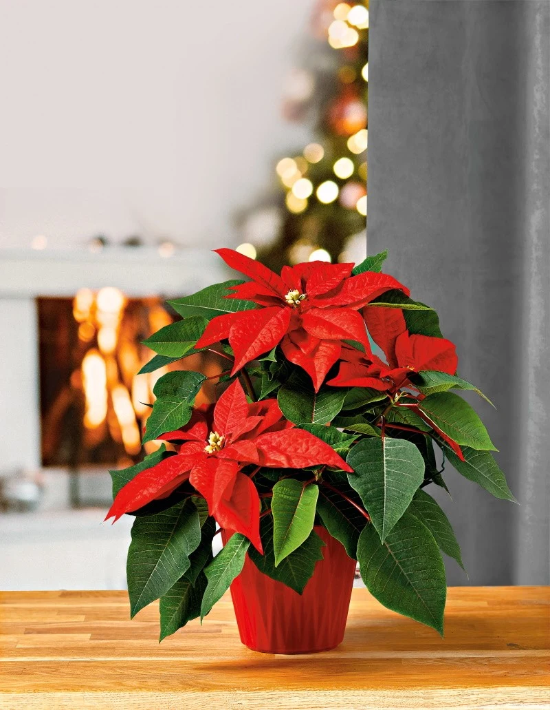 Święta to nie tylko tradycja, ale także piękno, które wnosimy do naszych wnętrz