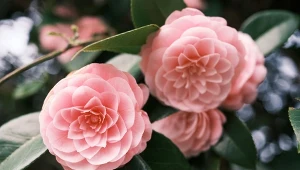 Zimą kwitnie wiele kwiatów doniczkowych. Jedna z nich jest kamelia japońska.