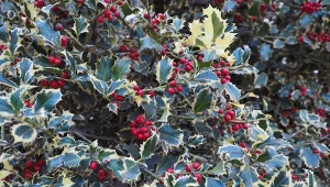 Ostrokrzew kolczasty to zimozielony krzew, który od dawna stanowią bożonarodzeniową ozdobę.