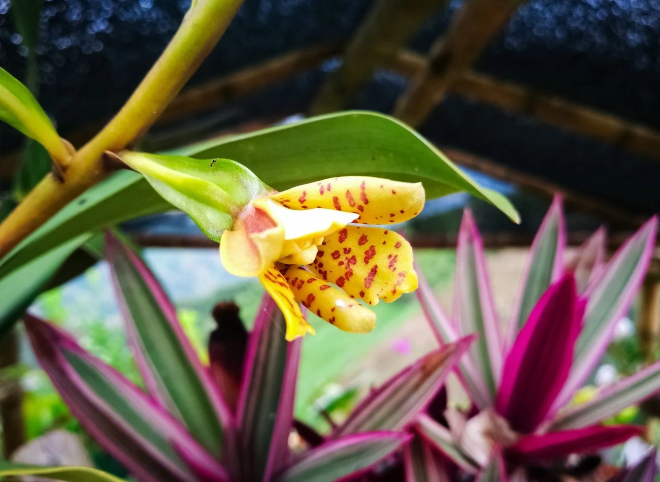 Ansellia afrykańska to gatunek storczyka, który kwitnie zimą.