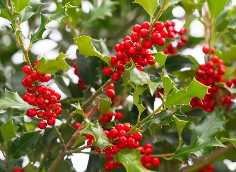 Ostrokrzew kolczasty tworzy kuliste, intensywnie czerwone owoce, które stanowią przysmak dla ptaków