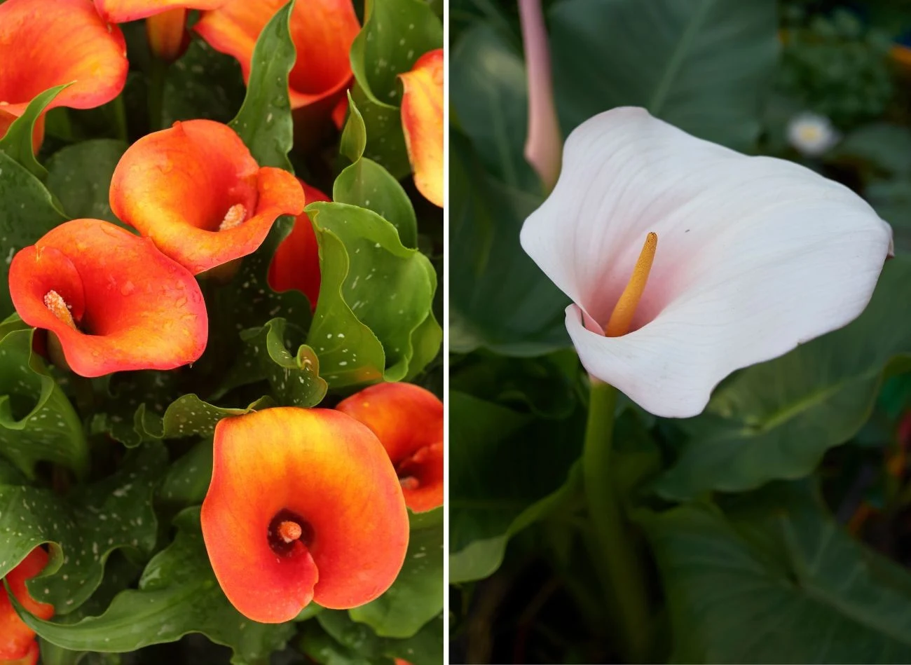 Kalie występują w kilku kolorach, ale najbardziej znany jest biały. Fot. tc397/seven75