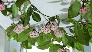 Podpowiadamy, co zrobić, żeby hoja pięknie kwitła.