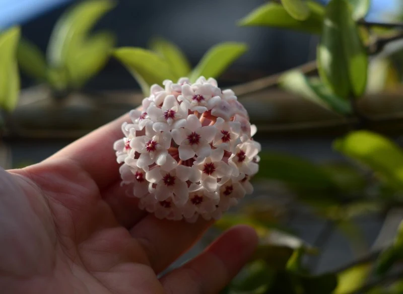 W domu możemy uprawiać kilka ciekawych odmian hoi