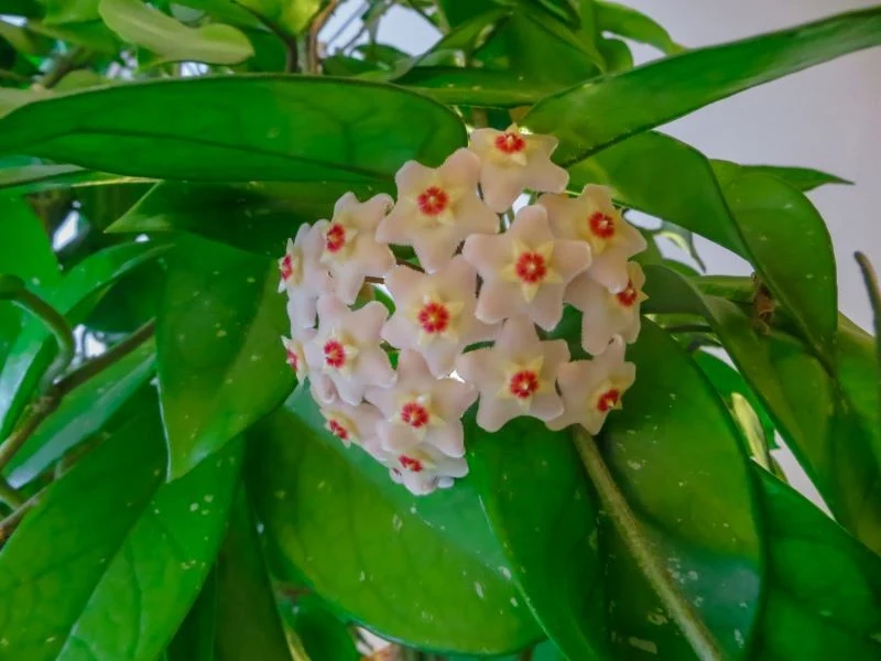 Do kwitnienia nakłoni hoję systematyczne nawożenie