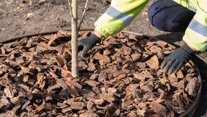 Jak zabezpieczyć drzewka owocowe na zimę? Pamiętaj o kilku zabiegach.