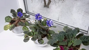 Zimą rośliny doniczkowe potrzebują szczególnej troski. Sprawdź, jak o nie zadbać.