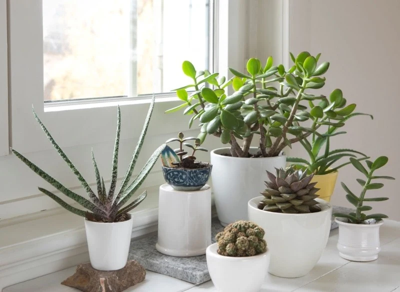 W okresie zimowym roślinom doniczkowym może brakować światła