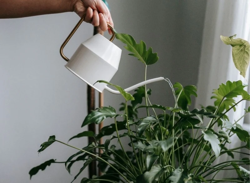 Zimą rośliny doniczkowe mają mniejsze zapotrzebowanie na wodę