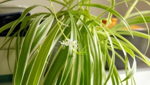 Zrób odżywkę i podlewaj zielistkę raz w miesiącu. Bujnie się rozrośnie.