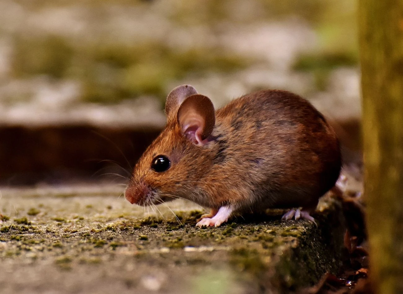 W ziemie myszy często robią gniazda na strychach.