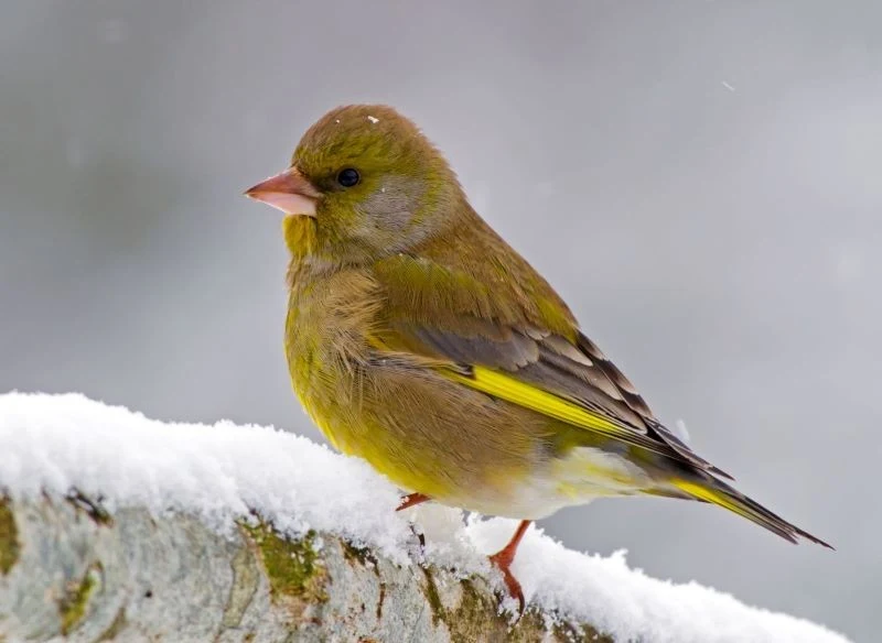 Żółtozielone upierzenie jest charakterystyczne dla dzwońców