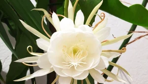 Epifilum ostropłatkowe kwitnie w samym środku nocy.