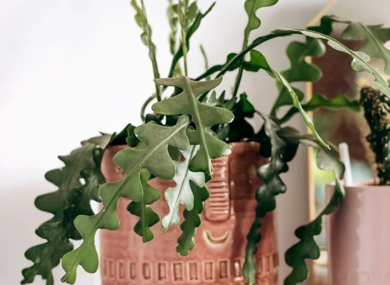 Kaktus zygzak (Epiphyllum anguliger)