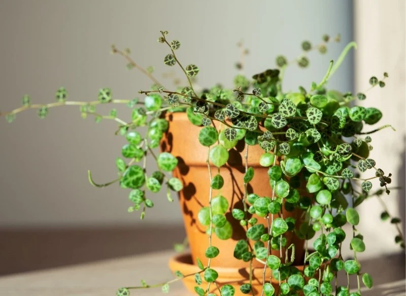 Peperomia prostrata wymaga stanowisk słonecznych, ale nie narażonych na bezpośrednie promienie słoneczne