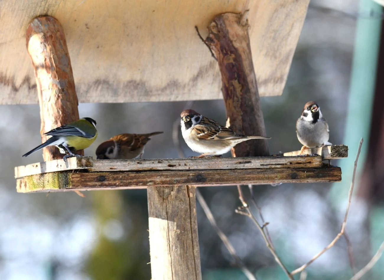 Dokarmianie ptaków pozwala im przetrwać zimę.