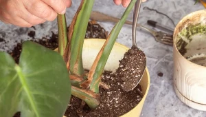 Sprawdź, jak stosować wermikulit do roślin.