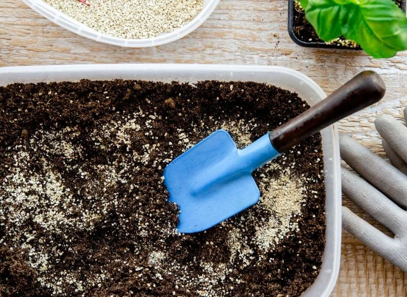 Wermikulitu można użyć podczas przesadzania roślin doniczkowych