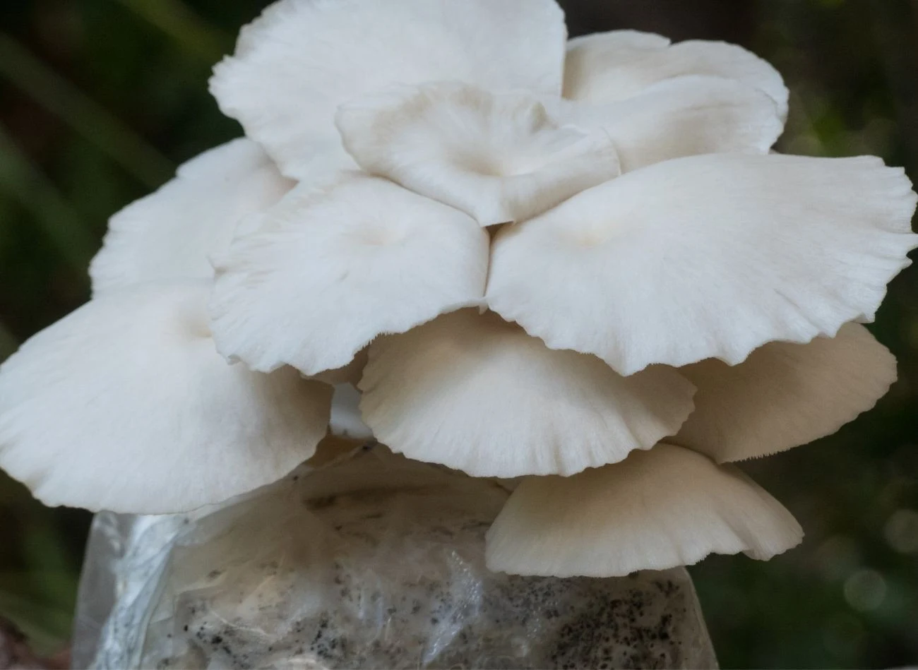 Boczniaki dobrze czują się, gdy w powietrzu jest dużo wilgoci. Do wzrostu nie potrzebują dużo światła.