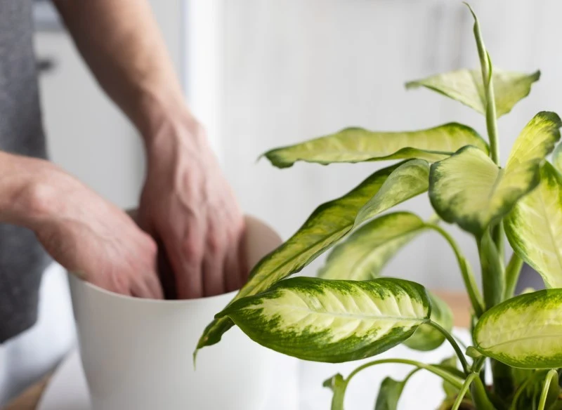 Wermikulit chłonie wodę jak gąbka, co przynosi korzyści dla większości roślin doniczkowych