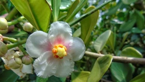 Kluzja różowa to ciekawa roślina doniczkowa, która zdobywa coraz większe uznanie wśród miłośników zieleni domowej.