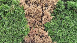 Wyjaśniamy, dlaczego iglaki brązowieją i tracą igły na wiosnę./Deccoria.pl