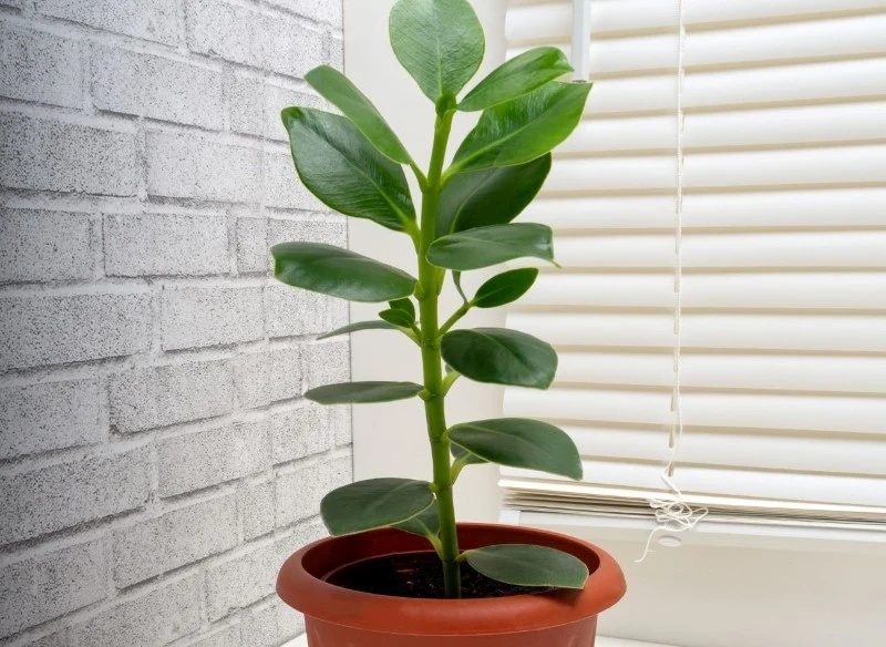 Kluzja różowa nie jest wymagająca, dlatego z jej uprawą poradzi sobie każdy