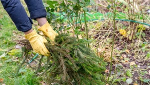 Sprawdź, jak zabezpieczyć róże przed zimą, aby w następnym sezonie zachwycały swoim pięknym kwitnieniem.