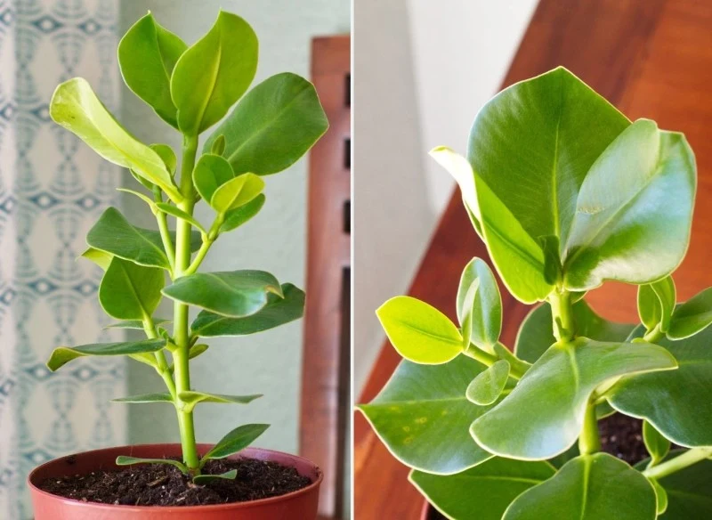 W warunkach domowych kluzja różowa kwitnie rzadko, ale jej kwiaty są bardzo piękne