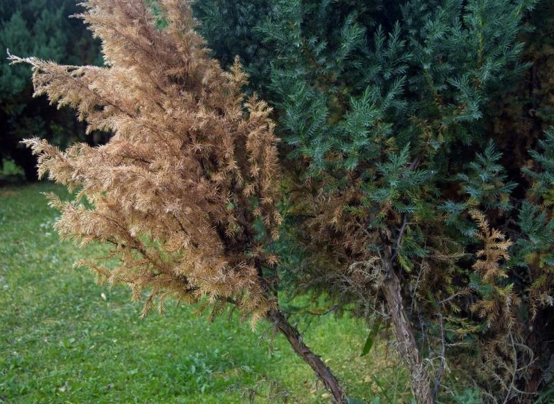 Susza fizjologiczna jest najczęstszą, choć niejedyną przyczyną brązowienia iglaków po zimie