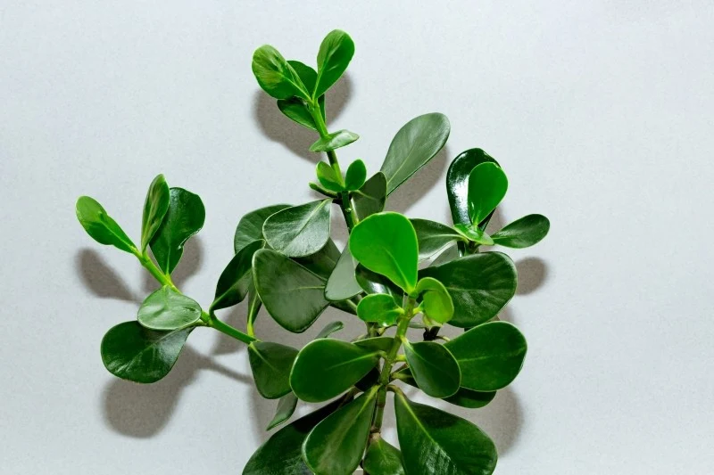 Zapotrzebowanie kluzji na wodę zmienia się w zależności od fazy rozwojowej