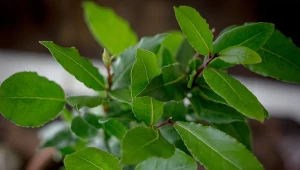 Na liściach drzewka laurowego pojawił się lepiący sok? Sprawdź, co może być przyczyną.
