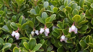 Podpowiadamy, jakie właściwości ma mącznica lekarska.