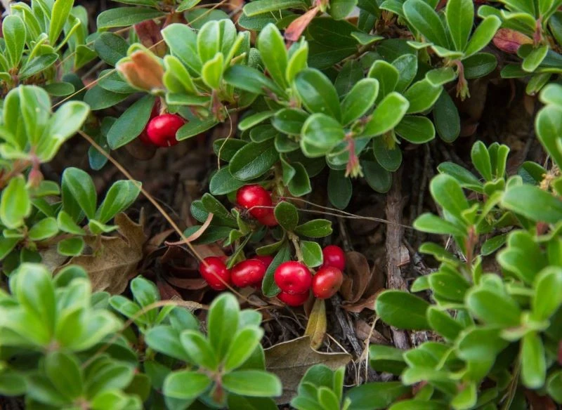 Owoce mącznicy lekarskiej są jadalne, ale bardzo kwaśne