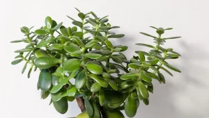 Poznaj najczęstsze błędy w uprawie grubosza.