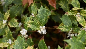 Osmantus to oryginalny krzew zimozielony krzew, który zachwyci każdego miłośnika roślinności. Fot.seven75CanvaPrMarina Deo