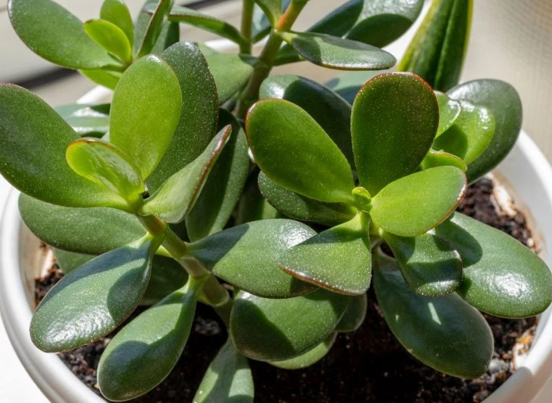 Uprawiając grubosza, trzeba pamiętać o nawożeniu