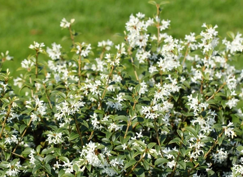 Osmantus występuje w licznych gatunkach i odmianach