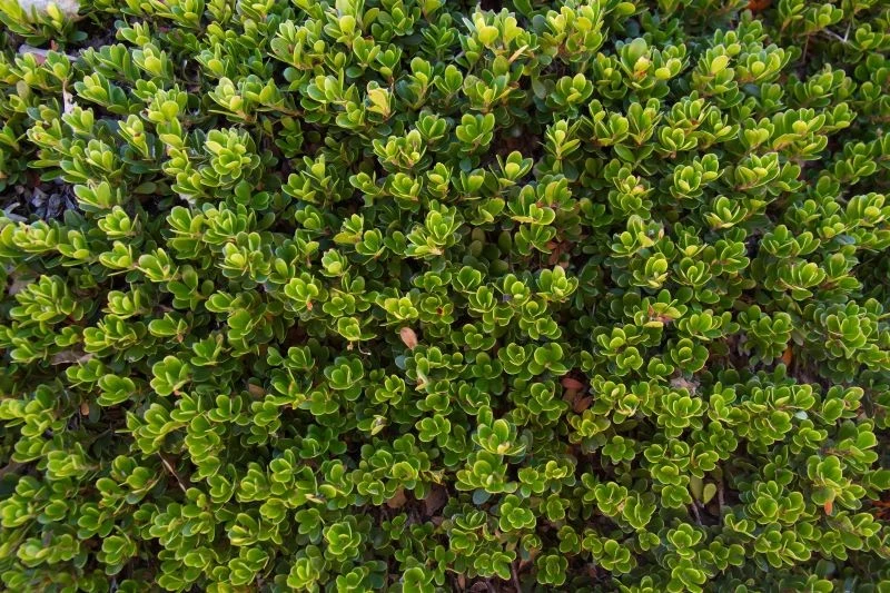 Liście mącznicy lekarskiej są surowcem zielarskim