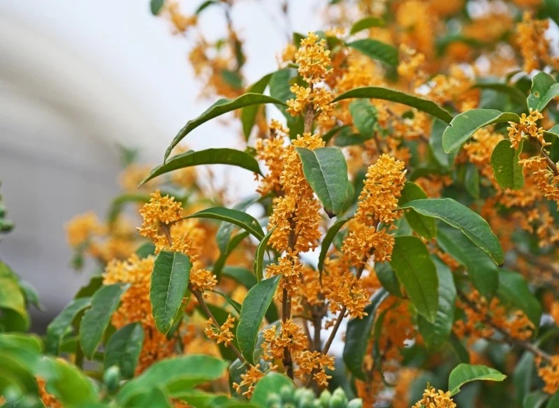 Osmantus wonny wyróżnia się pomarańczowymi kwiatami, które są zebrane po kilka w kiście